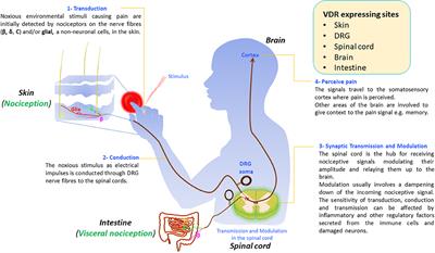 Vitamin D and Its Potential Interplay With Pain Signaling Pathways